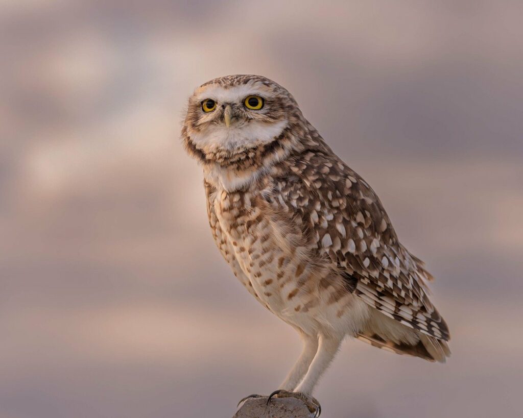 owl, bird, burrowing owl-8043815.jpg